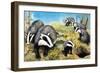 Badgers, from 'Nature Wonderland', 1970-R. B. Davis-Framed Giclee Print