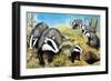 Badgers, from 'Nature Wonderland', 1970-R. B. Davis-Framed Giclee Print