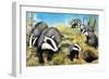 Badgers, from 'Nature Wonderland', 1970-R. B. Davis-Framed Giclee Print