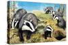 Badgers, from 'Nature Wonderland', 1970-R. B. Davis-Stretched Canvas