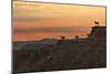 Badlands National Park, South Dakota - Rams on Ridge-Lantern Press-Mounted Art Print