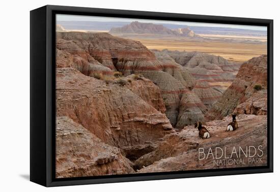 Badlands National Park, South Dakota - Rams Resting-Lantern Press-Framed Stretched Canvas