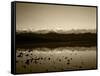 Badwater, Mojave Desert, Death Valley National Park, California, USA-Adam Jones-Framed Stretched Canvas