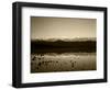 Badwater, Mojave Desert, Death Valley National Park, California, USA-Adam Jones-Framed Photographic Print