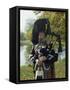 Bagpiper, Scotland, United Kingdom, Europe-Nigel Francis-Framed Stretched Canvas