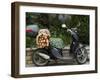 Baguettes on Back on Scooter, Monaco-Ethel Davies-Framed Photographic Print