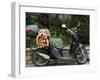 Baguettes on Back on Scooter, Monaco-Ethel Davies-Framed Photographic Print