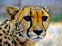 Cheetah-bah69-Photographic Print