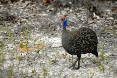 Guineafowl-bah69-Photographic Print