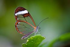 Glass Wing Butterfly-Bahadir Yeniceri-Photographic Print