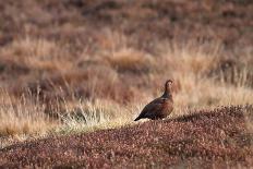 Red Grouse-Bahadir Yeniceri-Photographic Print