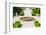 Bahai Gardens, Acre-RnDmS-Framed Photographic Print