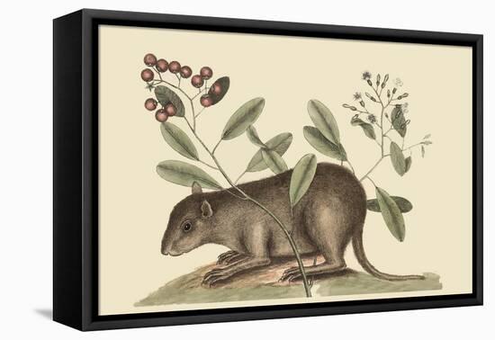 Bahama Coney-Mark Catesby-Framed Stretched Canvas