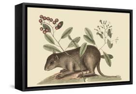 Bahama Coney-Mark Catesby-Framed Stretched Canvas