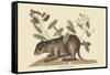 Bahama Coney-Mark Catesby-Framed Stretched Canvas