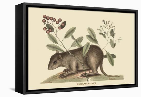 Bahama Coney-Mark Catesby-Framed Stretched Canvas