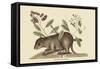 Bahama Coney-Mark Catesby-Framed Stretched Canvas