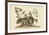 Bahama Coney-Mark Catesby-Framed Premium Giclee Print