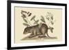 Bahama Coney-Mark Catesby-Framed Premium Giclee Print