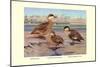 Bahama, Galapagos Island, and African Red-Billed Ducks-Louis Agassiz Fuertes-Mounted Premium Giclee Print