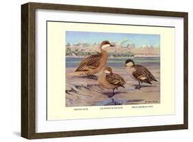 Bahama, Galapagos Island, and African Red-Billed Ducks-Louis Agassiz Fuertes-Framed Art Print