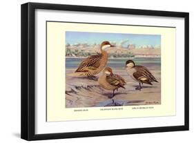 Bahama, Galapagos Island, and African Red-Billed Ducks-Louis Agassiz Fuertes-Framed Art Print