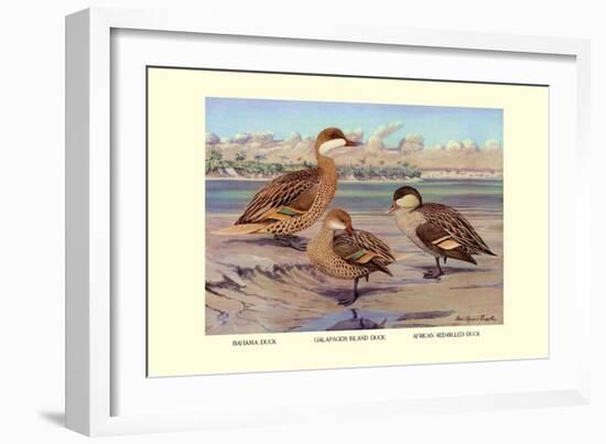 Bahama, Galapagos Island, and African Red-Billed Ducks-Louis Agassiz Fuertes-Framed Art Print