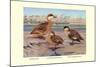 Bahama, Galapagos Island, and African Red-Billed Ducks-Louis Agassiz Fuertes-Mounted Art Print