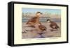 Bahama, Galapagos Island, and African Red-Billed Ducks-Louis Agassiz Fuertes-Framed Stretched Canvas