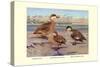 Bahama, Galapagos Island, and African Red-Billed Ducks-Louis Agassiz Fuertes-Stretched Canvas