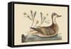 Bahama or Hathera Duck-Mark Catesby-Framed Stretched Canvas