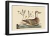 Bahama or Hathera Duck-Mark Catesby-Framed Art Print