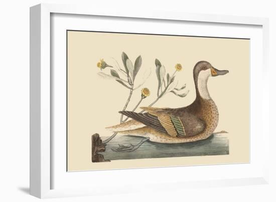 Bahama or Hathera Duck-Mark Catesby-Framed Art Print