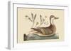 Bahama or Hathera Duck-Mark Catesby-Framed Art Print