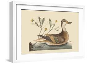 Bahama or Hathera Duck-Mark Catesby-Framed Art Print