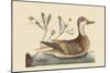 Bahama or Hathera Duck-Mark Catesby-Mounted Art Print