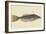 Bahama Unicorn Fish-Mark Catesby-Framed Art Print