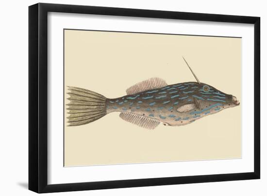 Bahama Unicorn Fish-Mark Catesby-Framed Art Print
