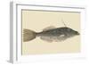 Bahama Unicorn Fish-Mark Catesby-Framed Art Print