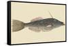 Bahama Unicorn Fish-Mark Catesby-Framed Stretched Canvas