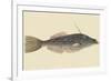 Bahama Unicorn Fish-Mark Catesby-Framed Premium Giclee Print