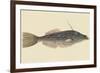 Bahama Unicorn Fish-Mark Catesby-Framed Premium Giclee Print