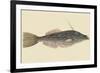 Bahama Unicorn Fish-Mark Catesby-Framed Premium Giclee Print