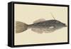 Bahama Unicorn Fish-Mark Catesby-Framed Stretched Canvas