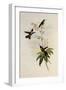 Bahama Wood-Star, Calothorax Evelyn?-John Gould-Framed Giclee Print