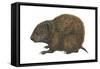 Bahaman Hutia (Geocapromys Ingrahami), Mammals-Encyclopaedia Britannica-Framed Stretched Canvas