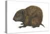 Bahaman Hutia (Geocapromys Ingrahami), Mammals-Encyclopaedia Britannica-Stretched Canvas