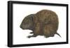 Bahaman Hutia (Geocapromys Ingrahami), Mammals-Encyclopaedia Britannica-Framed Poster