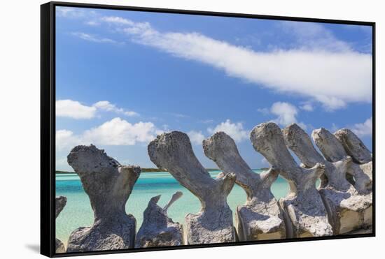 Bahamas, Exuma Island. Sperm Whale Bones on Display-Don Paulson-Framed Stretched Canvas