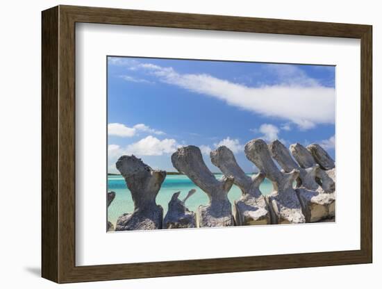 Bahamas, Exuma Island. Sperm Whale Bones on Display-Don Paulson-Framed Photographic Print